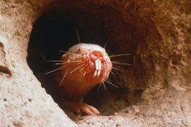 2025/10/Mole-rat-DNA.jpg