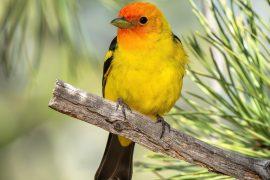 2025/10/Fire-birds.jpg