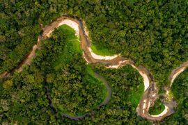 2025/10/amazonian-flies-bacterium-andean-fever.jpg