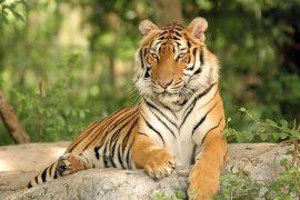 2025/10/Tiger-recovery-.jpg