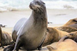 Sea-lion-disease.jpg