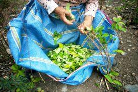 Organic,Plantation,Of,Coca,Plants,In,The,Peruvian,Jungle.,Farmer