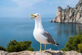 2025/10/Birds-plants.jpg