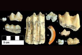 2025/10/Ancient-teeth-climate.jpg