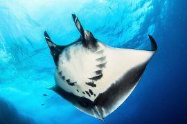 2025/10/Manta-Ray-dive.jpg