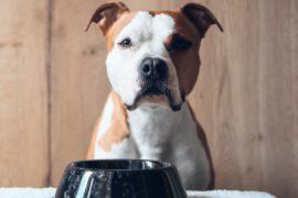 2025/10/Dog-diets2.jpg