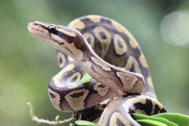 2025/10/Reptile-conservation.jpg