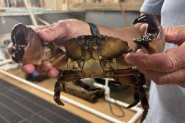 2025/10/stone-crabs-virginia-waters-discovery.jpg