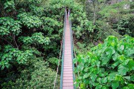 2025/10/Canopy-bridges.jpg