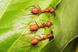 2025/10/Ant-gene-2.jpg