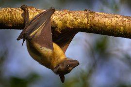 2025/10/bat-compass-.jpg