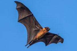 2025/10/Bat-brains.jpg