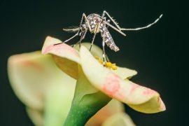 2025/10/Mosquito-fungus.jpg