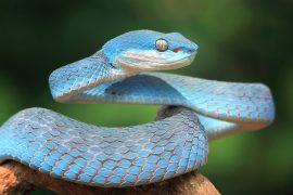 2025/10/Reptiles-crystals.jpg