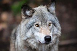 2025/10/Gray-wolves-prey.jpg