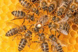 2025/10/Bee-virus.jpg