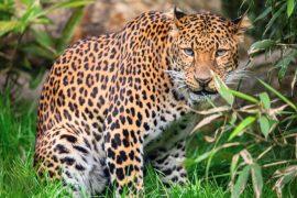 2025/10/Animal-patterns.jpg