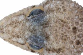 2025/10/spiny-gecko-new-species.jpg