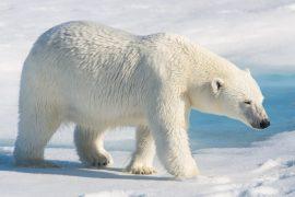 2025/10/Polar-bears-food.jpg