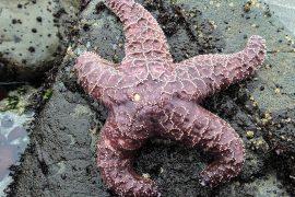 Sea-stars-rebound.jpg