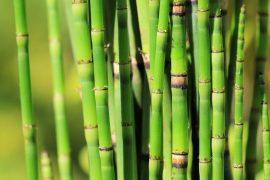 2025/10/Horsetail-plant-climate.jpg