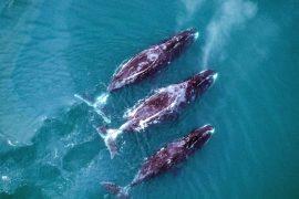 2025/11/Bowhead-whales.jpg