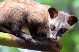 2025/11/Civet-coffee.jpg