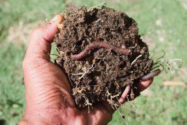 2025/11/Earthworms-soil.jpg