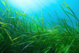 2025/11/Seagrass-carbon-32.jpg