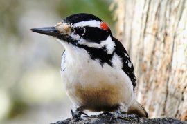 2025/11/Woodpecker-body2.jpg