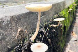 2025/11/City-fungi.jpg