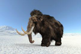 2025/11/Mammoth-tooth-1.jpg