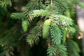 2025/11/Douglas-fir-harvest.jpg