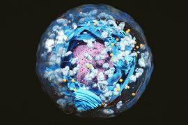 Structure,Of,Human,Cell,,Anatomy,Of,Cell,,Cellular,Environment,,Cellular