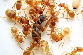 2025/11/ant-parasitic-queen-matricide_Kyushu_1m.jpg