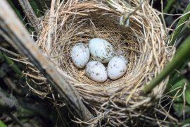 2025/11/Cuckoo-eggs.jpg