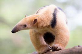 World-Anteater-Day-.jpg