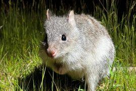2025/11/Bettongs-bite2.jpg