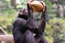 2025/11/Chimpanzee-clues.jpg