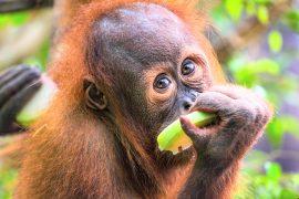 2025/11/Orangutan-diet.jpg