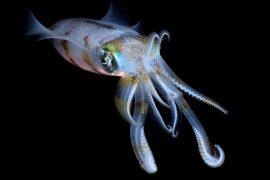 2025/11/Vampire-squid.jpg