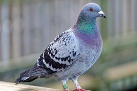 2025/11/Pigeons-ear2.jpg