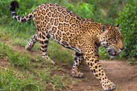 2025/11/Wild-cats-rainforest.jpg