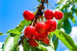 2025/11/Cherries-birds.jpg