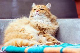 Proud,Ginger,Cat,Lying,On,The,Carpet,In,Front,Of