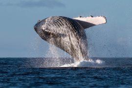 2025/12/Humpback-whales.jpg