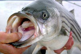 2025/12/Striped-bass-1.jpg
