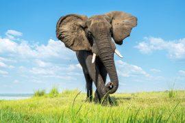 Close,Encounter,With,A,Bull,Elephant,From,A,Boat.,African