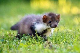 2025/12/weasel_new-species_Mustela-mopbie_1m.jpg