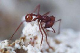 Escovopsis-and-ant.jpg
